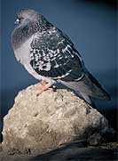 homing-pigeon