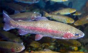 rainbow-trout